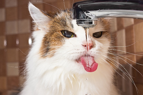 A cat licking or drinking water from the faucet. 
