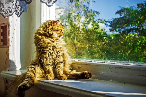 How to Prepare Your Cat for When You Go Back to Work