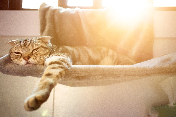 Heat Stroke In Cats Symptoms Treatment And Prevention Catster