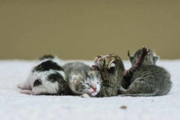 how small are newborn kittens