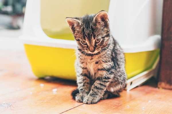 cat peeing outside litter box