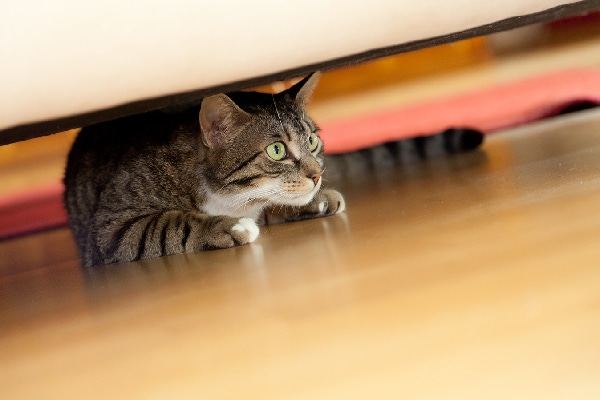 Is Your Cat Hiding Here S Why And What To Do Catster