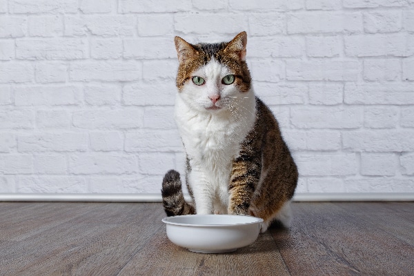 A cat with an empty bowl of food or water.