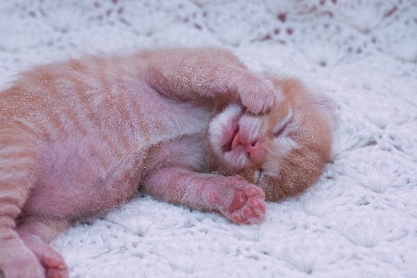 A newborn tabby kitten asleep. 