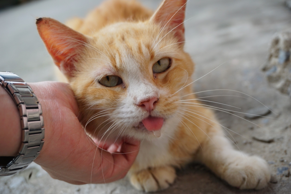Orange stray cat drooling with one hand scratch its chin
