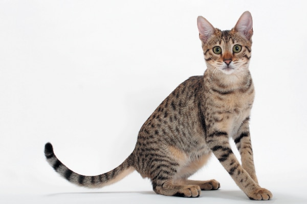 about savannah cats