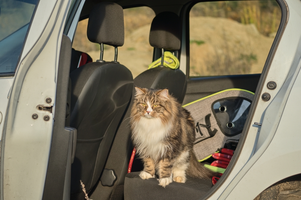 Siberian Cat inside a car