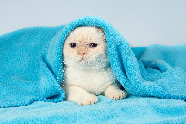 A sick cat wrapped up in a blanket.