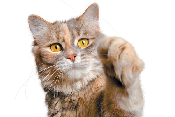 cat breeds with large paws