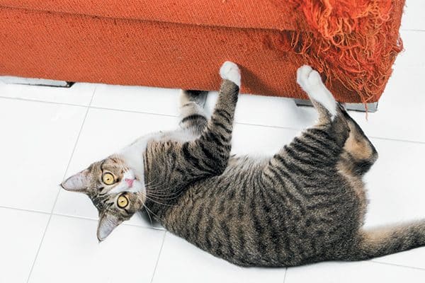 Place a vertical scratching post where your cat is scratching. Photography ©noreefly | Getty Images.