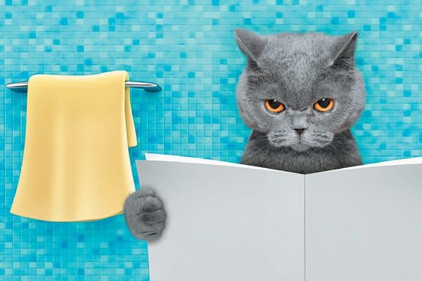 Sometimes cats don’t feel secure enough to hang around the litter box long enough to read while doing their business, so they will go No. 2 where they do feel secure for the time it takes. Photography ©BilevichOlga | Getty Images.