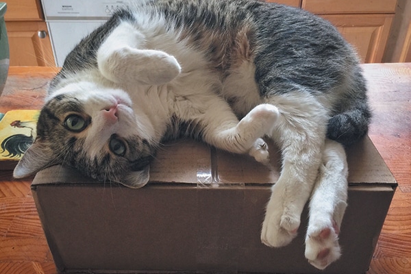 lobstah_the_cat.