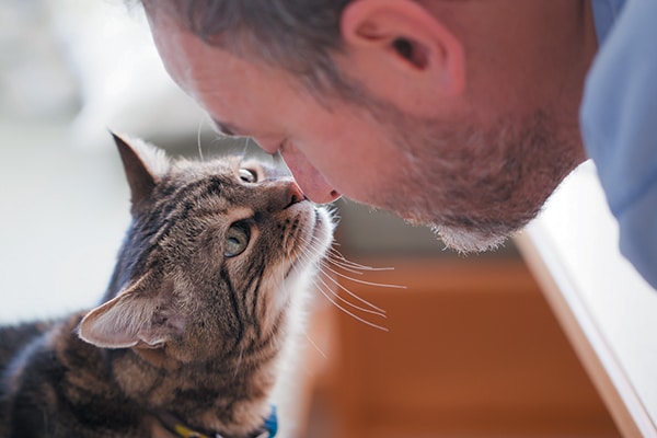 Adopting an older cat may be your purrfect fit. Photography ©1001slide | Getty Images.