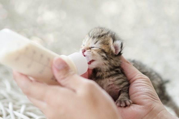 A newborn kitten getting bottle fed. 