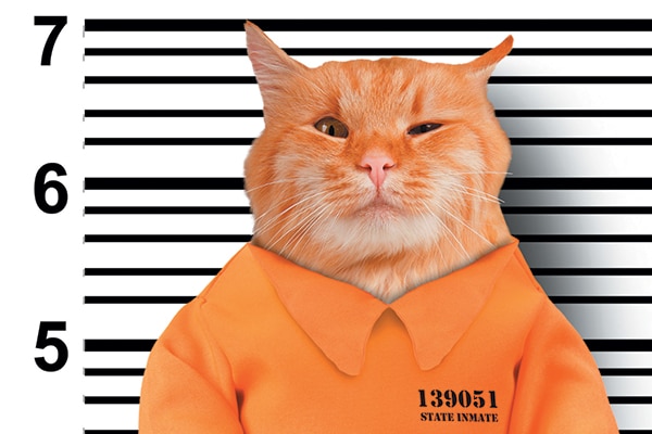 Don't let your cat be guilty of any cat behavior problems. Photography ©AnatoliYakovenk | Getty Images.