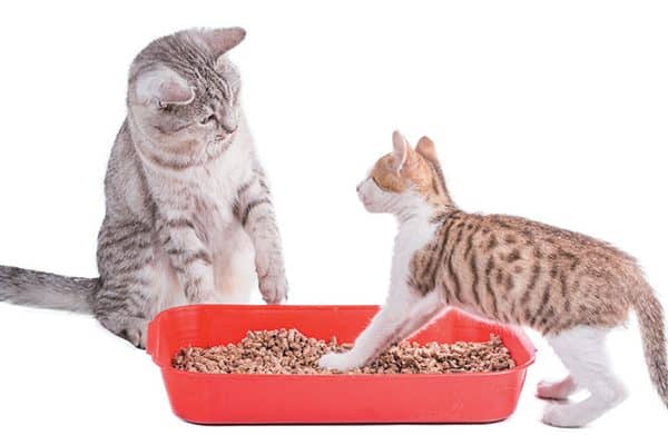 Just because a natural cat litter claims to be flushable doesn't mean it should be. Photography ©Assja | Getty Images.