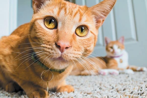 Even cats who get along may instantly become arch enemies due to misdirected aggression. Photography ©Wanderer Lindsay | Getty Images.