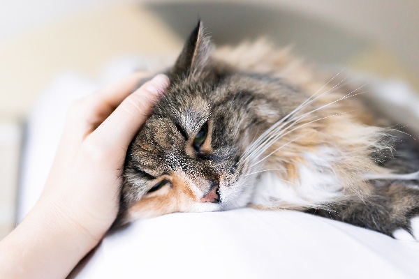 A calico cat getting pet — might be sick or at rest.