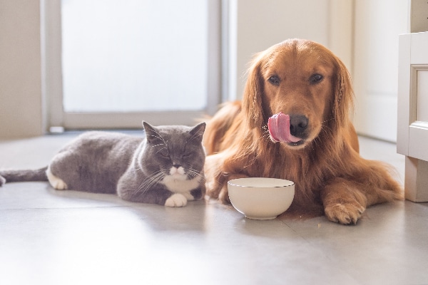 Can Cats Eat Dog Food? What to Know About Cats and Dog Food Catster