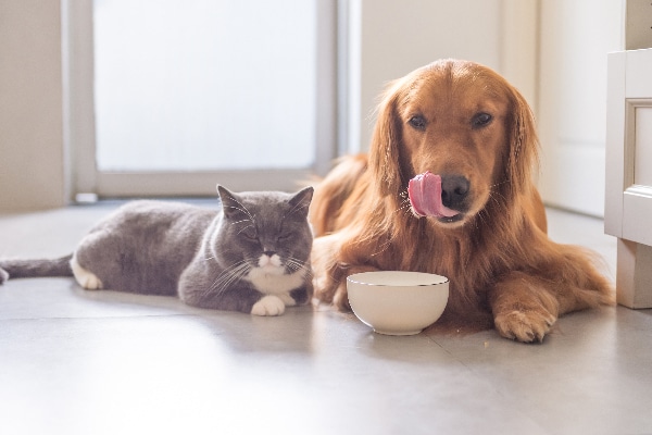 dog likes cat food