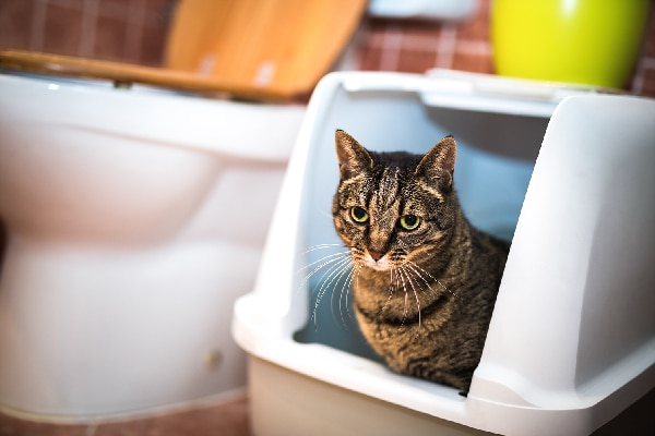 cat stool house