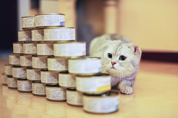 A cat looking at stacked cans of wet cat food or tuna. 