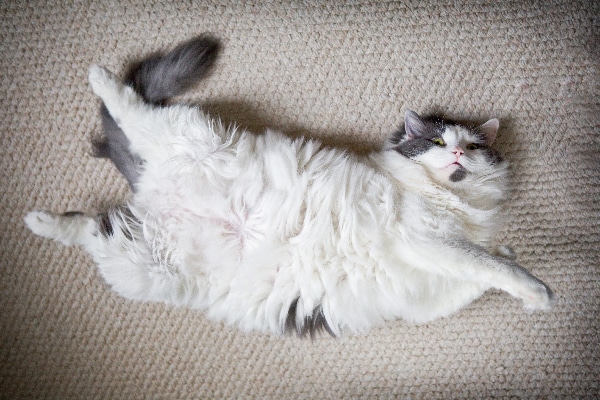 A fat cat lying down showing off his stomach.