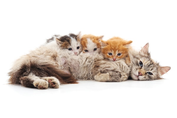 A mom cat with baby kittens.