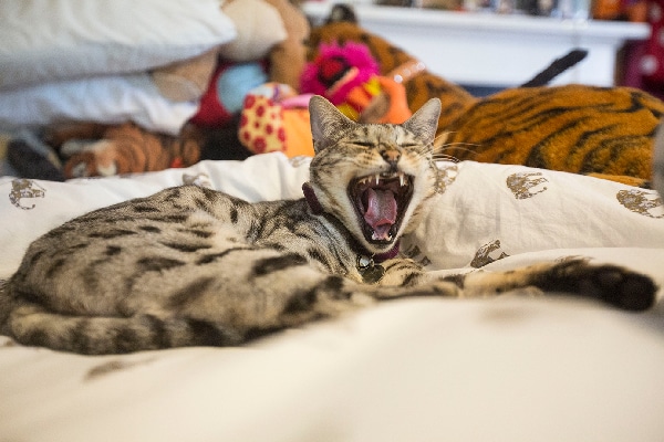 A tired cat yawning or sleeping on bed.