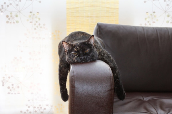 A tired or grumpy cat sleeping on the arm of a couch. 