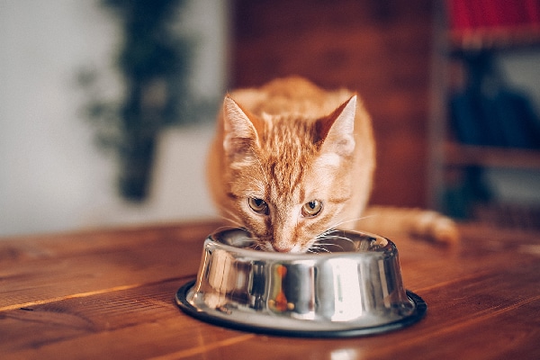 An orange tabby cat eating or drinking out of a bowl.