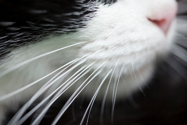 Close up of cat whiskers.