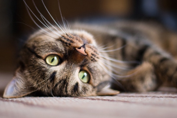 An upside down tabby cat with whiskers out.