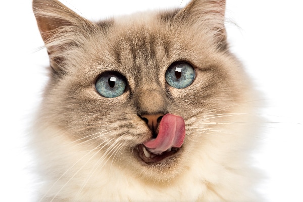 cat licking lips and not eating
