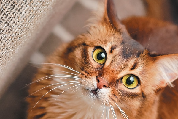 7 Of The Friendliest Cat Breeds Catster,Toasted White Sesame Seeds