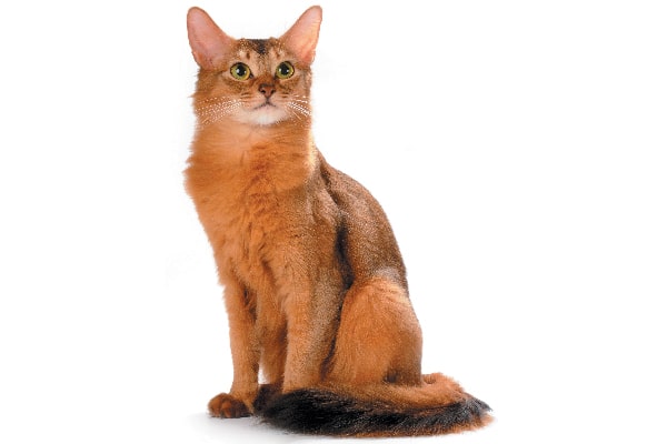 Brookclover of Windclan Somali-cat-full-length