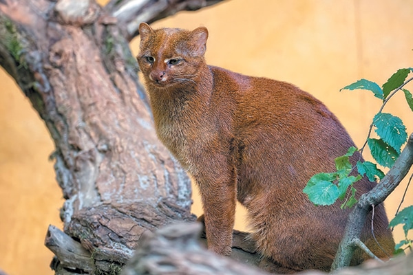 Get To Know The Rare And Furry Jaguarundi Wildcat Catster