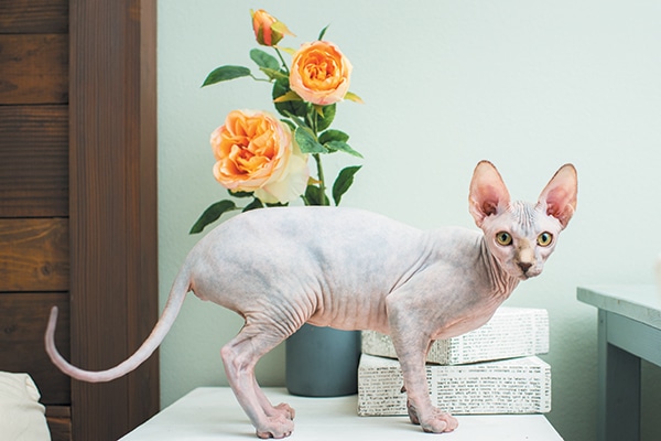 The Sphynx cat is the result of a natural genetic mutation. Photography ©Casey Elise Photography.