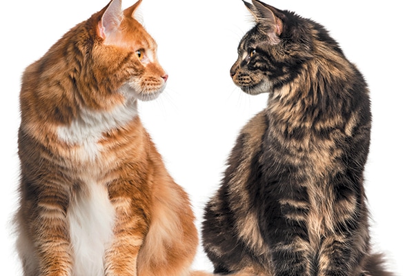 5 Perbezaan Utama Antara Kucing Betina Dan Jantan u2013 The Mamamiaow