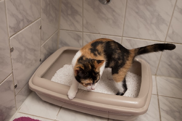 A calico cat getting out of the litter box.