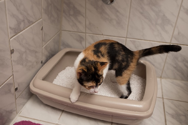 no mess cat litter box