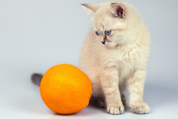 cat eating orange