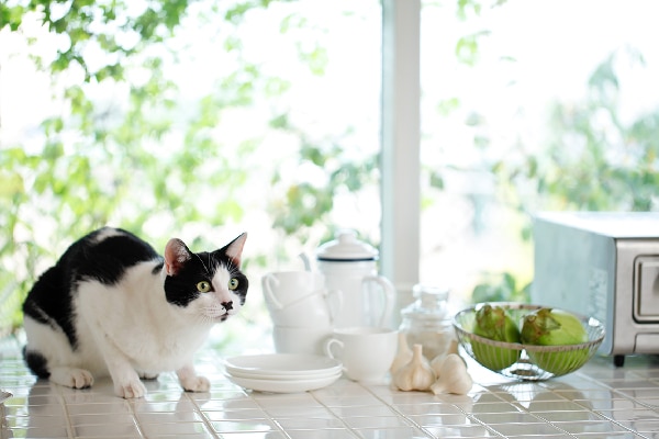 A cat next to garlic cloves on a kitchen counter.