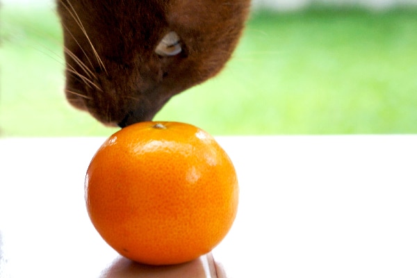 A cat sniffing an orange. 