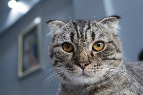 A gray tabby cat with attitude close up. 