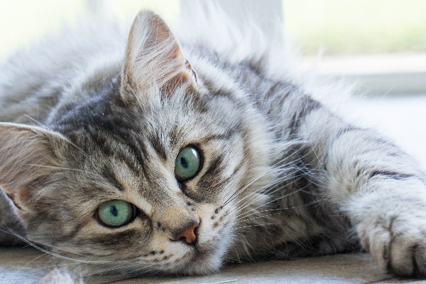 A gray tabby cat with green eyes close up.