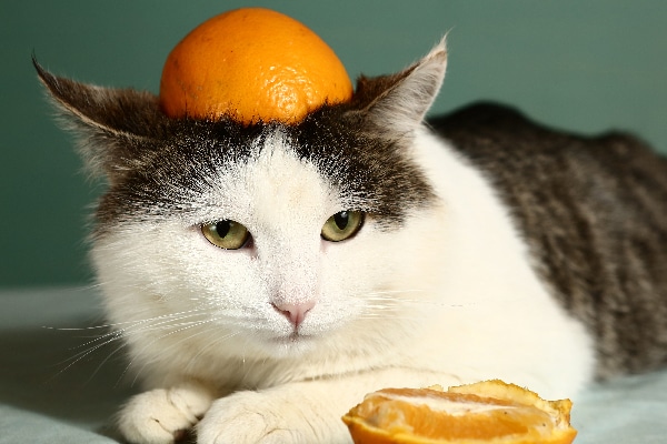 A silly cat wearing an orange peel on his head. 