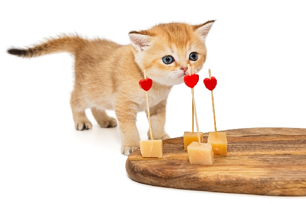 An orange tabby kitten sniffing at a cheese board with small hearts on it. 