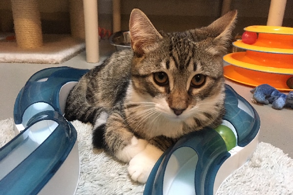 Brown Tabby cat.