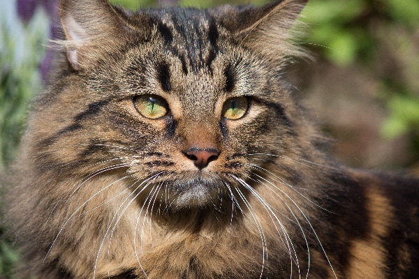 MUST Litter (ThunderClan) Brown-tabby-cat-close-up-outdoors